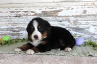 Marnie, a female Bernese Mountain Dog for sale in Chatham, VA – Photo 2 of 3