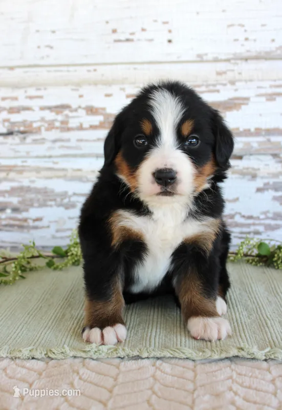Marnie – Bernese Mountain Dog puppy for sale in Chatham, VA