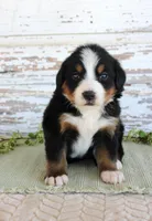 Marnie, a female Bernese Mountain Dog for sale in Chatham, VA – Photo 1 of 3