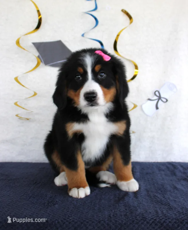 Marnie – Bernese Mountain Dog puppy for sale in Chatham, VA