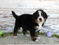 Marnie, a female Bernese Mountain Dog for sale in Chatham, VA – Photo 3 of 3