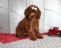 Nicki, a female Poodle - Miniature  for sale in Chatham, VA – 7 of 10