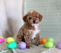 Ollie, a male Poodle - Toy  for sale in Chatham, VA – Photo 3 of 3