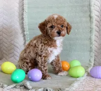 Ollie, a male Poodle - Toy  for sale in Chatham, VA – Photo 2 of 3