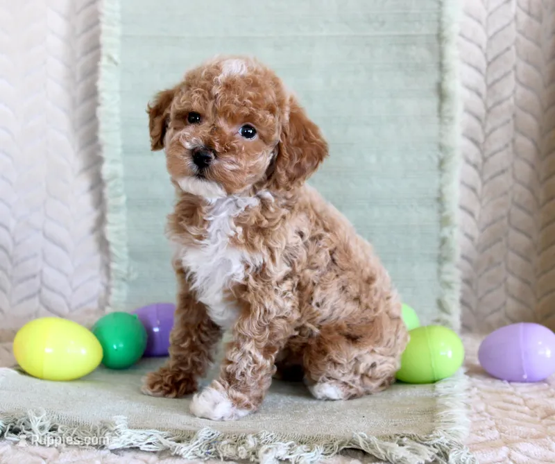 Ollie – Poodle - Toy  puppy for sale in Chatham, VA