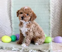 Ollie, a male Poodle - Toy  for sale in Chatham, VA – Photo 1 of 3