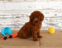 Flash, a male Poodle - Miniature  for sale in Chatham, VA – 3 of 6