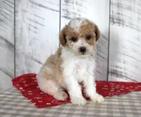 Jip, a male Poodle - Toy  for sale in Chatham, VA – 2 of 4