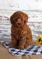Bingo , a male Poodle - Toy  for sale in Chatham, VA – 3 of 4