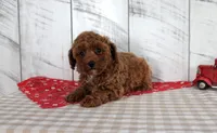 Wendy, a female Poodle - Miniature  for sale in Chatham, VA – 3 of 5