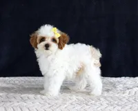 Poppy, a female Poodle - Toy  for sale in Chatham, VA – 6 of 10