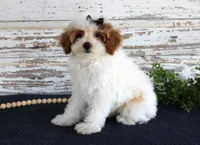 Poppy, a female Poodle - Toy  for sale in Chatham, VA – 3 of 10