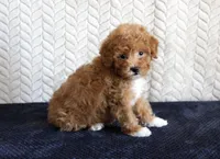 Scout, a male Poodle - Toy  for sale in Chatham, VA – 3 of 4