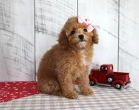 Bailey, a female Poodle - Toy  for sale in Chatham, VA – 3 of 5