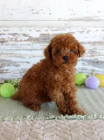 Kyle, a male Poodle - Toy  for sale in Chatham, VA – Photo 2 of 3