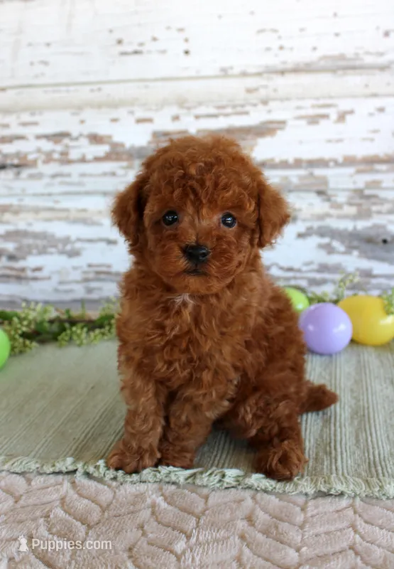 Kyle – Poodle - Toy  puppy for sale in Chatham, VA