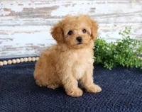 Tammi, a female Poodle - Toy  for sale in Chatham, VA – 3 of 3