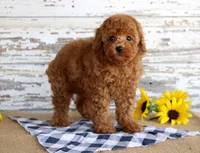 Bingo , a male Poodle - Toy  for sale in Chatham, VA – 2 of 4