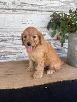 Jenna, a female Miniature Goldendoodle for sale in Chatham, VA – Photo 3 of 3