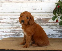 JoJo, a male Miniature Goldendoodle for sale in Chatham, VA – Photo 2 of 3