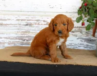 JoJo, a male Miniature Goldendoodle for sale in Chatham, VA – Photo 3 of 3