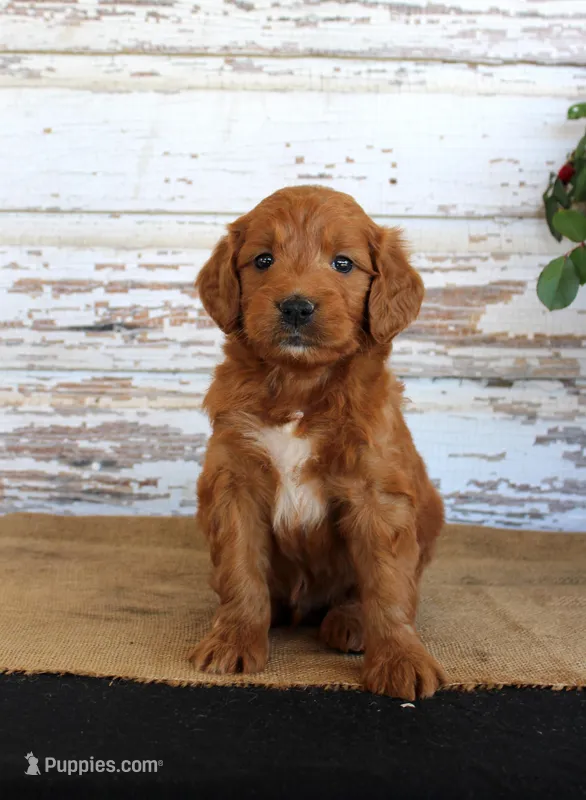 JoJo – Miniature Goldendoodle puppy for sale in Chatham, VA