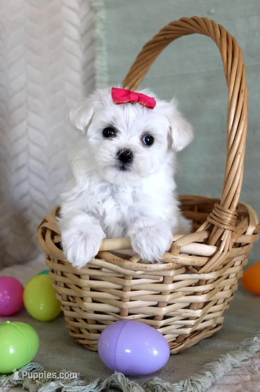 Tulip – Maltese puppy for sale in Chatham, VA