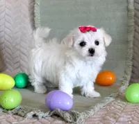 Tulip, a female Maltese for sale in Chatham, VA – Photo 4 of 4