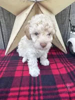 Blue Collar, a male Poodle - Miniature  for sale in Fredericktown, MO – 5 of 9