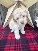 Blue Collar, a male Poodle - Miniature  for sale in Fredericktown, MO – 8 of 9