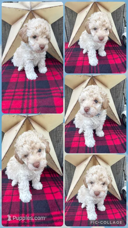 Blue Collar – Poodle - Miniature  puppy for sale in Fredericktown, MO