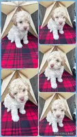 Blue Collar, a male Poodle - Miniature  for sale in Fredericktown, MO – 1 of 9