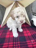 Blue Collar, a male Poodle - Miniature  for sale in Fredericktown, MO – 6 of 9