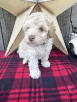 Blue Collar, a male Poodle - Miniature  for sale in Fredericktown, MO – 7 of 9