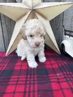 Blue Collar, a male Poodle - Miniature  for sale in Fredericktown, MO – 4 of 9