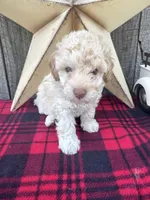 Blue Collar, a male Poodle - Miniature  for sale in Fredericktown, MO – 3 of 9