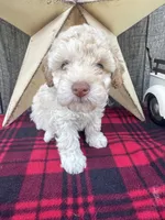 Blue Collar, a male Poodle - Miniature  for sale in Fredericktown, MO – 2 of 9