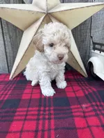 Blue Collar, a male Poodle - Miniature  for sale in Fredericktown, MO – 9 of 9