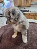 Batman, a male Toy Australian Shepherd for sale in Kingsport, TN – 5 of 6