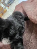 Penguin, a male Toy Australian Shepherd for sale in Kingsport, TN – 4 of 6