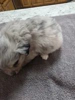 Mcgonnagal, a female Miniature Australian Shepherd for sale in Kingsport, TN – 2 of 4