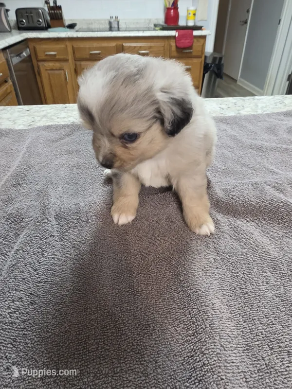 Mcgonnagal – Miniature Australian Shepherd puppy for sale in Kingsport, TN