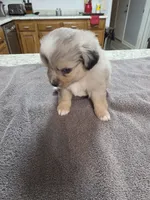 Mcgonnagal, a female Miniature Australian Shepherd for sale in Kingsport, TN – 1 of 4