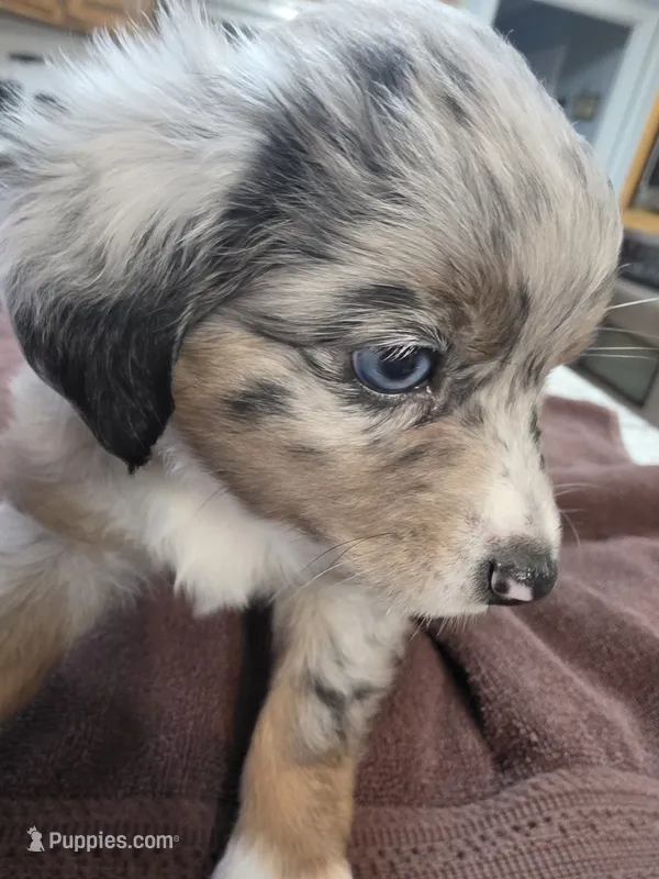 Batgirl – Australian Shepherd puppy for sale in Kingsport, TN