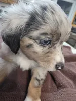 Batgirl, a female Toy Australian Shepherd for sale in Kingsport, TN – 1 of 7