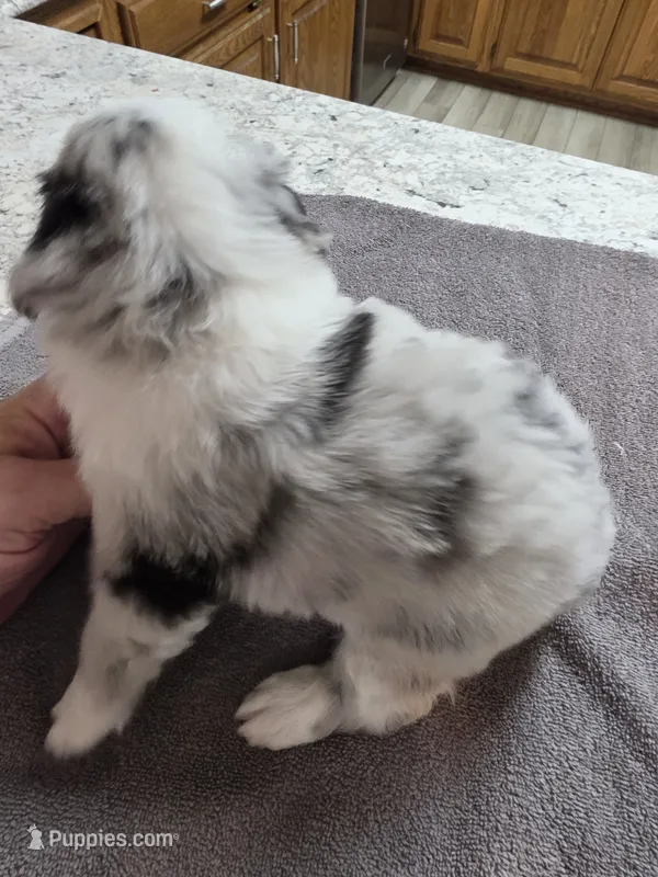Dumbledore – Miniature Australian Shepherd puppy for sale in Kingsport, TN