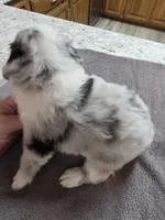 Dumbledore, a male Miniature Australian Shepherd for sale in Kingsport, TN – 2 of 3