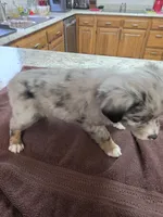 Batgirl, a female Toy Australian Shepherd for sale in Kingsport, TN – 4 of 7
