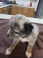 Batgirl, a female Toy Australian Shepherd for sale in Kingsport, TN – 5 of 7