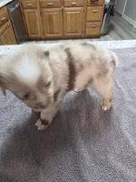 Ron, a male Miniature Australian Shepherd for sale in Kingsport, TN – 4 of 4